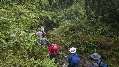 A group of hikers are walking on a narrow trail in a lush, green forest.