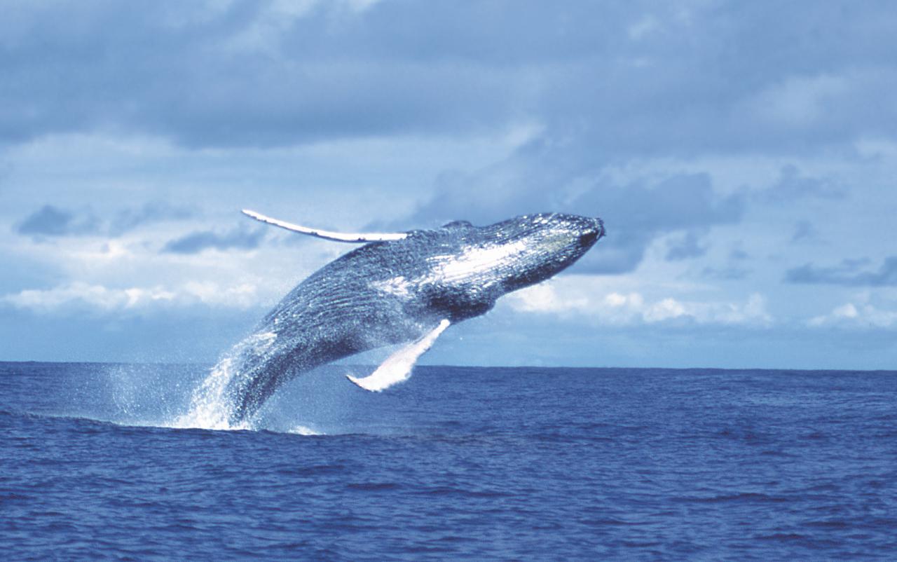 Whale Watching and Cacao Tour - 2 Nights