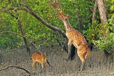 A spotted deer stands on its hind legs to reach leaves from a tree, while a smaller deer stands nearby in a forest.
