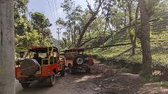 Two open-top jeeps are parked on a dirt road next to a lush green tea plantation.