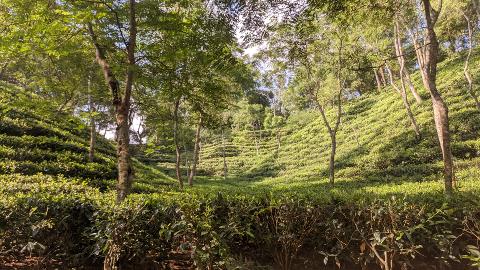 Bangladesh in 7 Days: Dhaka, Sreemongol & the Sundarbans A sun-dappled tea plantation in Sreemongol, Bangladesh, with terraced rows of green bushes stretching up a hillside, interspersed with trees.