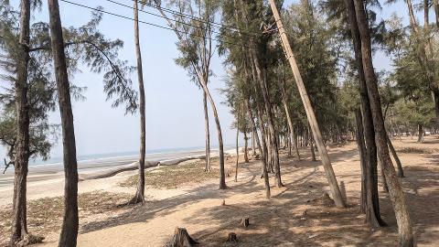 A sandy beach area with numerous trees and some sandbags along the shoreline under a clear sky.