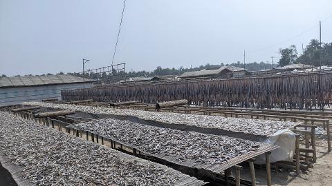 Small fish are spread out on bamboo platforms to dry in the sun, with rows of larger fish hanging on racks behind them.