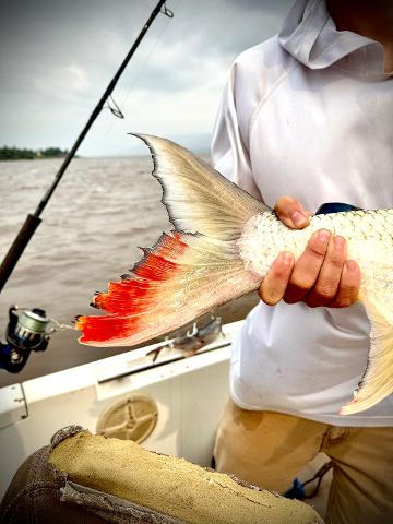 Five day fishing for goliath tigerfish in Congo Five day fishing for goliath tigerfish in Congo