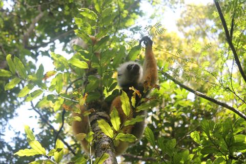 A Diademed Sifaka lemur clings to a tree trunk surrounded by lush green foliage in a forest setting.