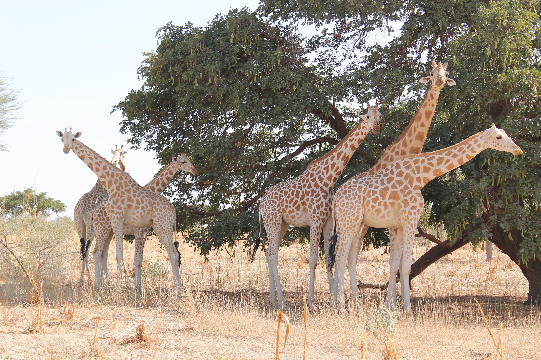 Koure and the Last Wild Giraffes in West Africa - 1 Day Visit Niamey