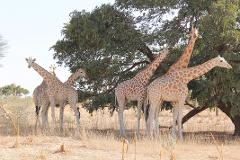 A group of giraffes graze in a dry, grassy landscape with scattered trees.