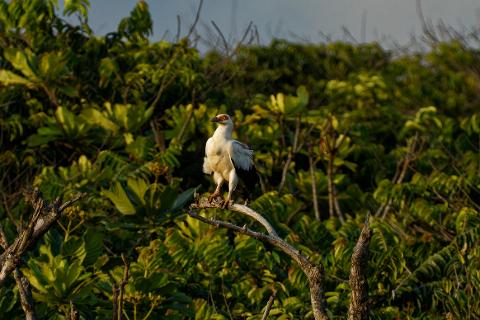A white bird with black wings and a distinctive orange eye perches on a branch against a backdrop of lush green foliage.