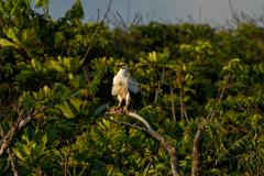 A white bird with black wings and a distinctive orange eye perches on a branch against a backdrop of lush green foliage.