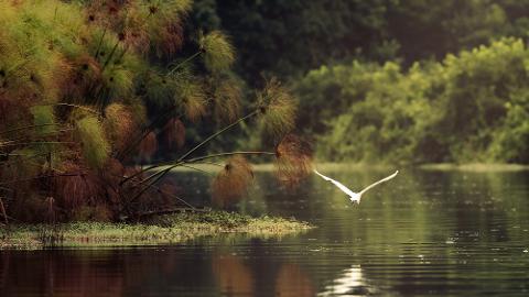A white egret flies over a calm lake next to lush green and brown reeds, with a forest in the background.