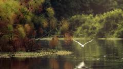 A white egret flies over a calm lake next to lush green and brown reeds, with a forest in the background.