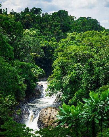 Serene and Fun Trip to Calabar for a Day A lush, green forest surrounds a cascading waterfall, creating a vibrant and picturesque scene.