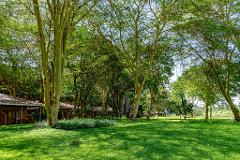 Lush green lawn with tall, slender trees creating a canopy, overlooking low buildings with brown roofs on the left side of the image.