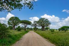 A dirt road winds through the Tanzanian savanna, lined with trees and lush grass, under a sky filled with white clouds and blue patches.