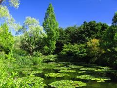 A serene pond filled with lily pads and blossoms is surrounded by lush greenery and trees under a clear blue sky.
