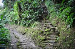 A lush green forest path splits into a level dirt road and a moss-covered stone staircase leading uphill.