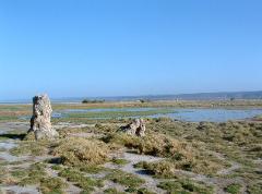 A landscape featuring unusual rock formations amidst a wetland with scattered vegetation under a clear blue sky.