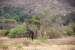 Three giraffes stand amongst the trees and scrub in a Tanzanian wildlife preserve.