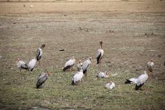 A flock of yellow-billed storks is gathered in a grassy, open area in Tanzania.