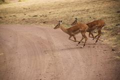 Two impalas are captured mid-leap as they cross a dirt road in Tanzania, likely during a safari.