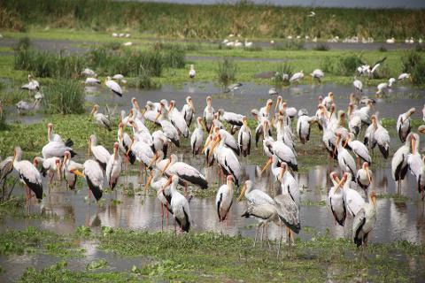 A large flock of yellow-billed storks wade in a shallow, grassy wetland.