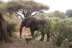 An elephant stands among trees and foliage as a monkey scurries in front of it in a savanna setting.