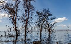 A serene lake scene features bare trees standing in water under a clear sky with scattered clouds.