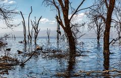 A serene scene shows a lake partially submerged with bare trees, creating a unique water landscape under a blue sky with scattered clouds.