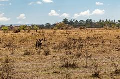A warthog stands prominently in a dry, grassy landscape scattered with shrubs and trees under a partially cloudy sky.