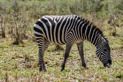 A zebra stands in a grassy field, grazing with its head lowered to the ground, exhibiting its distinctive black and white stripes.