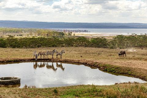 A scenic view of zebras drinking at a waterhole in an African savanna, with a buffalo and more zebras in the distance and a lake and trees under a cloudy sky in the background.