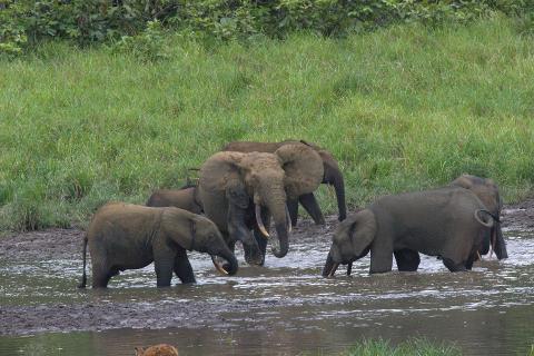 A herd of elephants, including adults and calves, wade through a shallow muddy river surrounded by lush green vegetation.