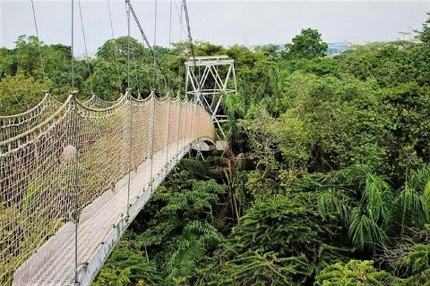 A canopy walkway or bridge stretches through a lush green forest, supported by a white metal tower in the distance.