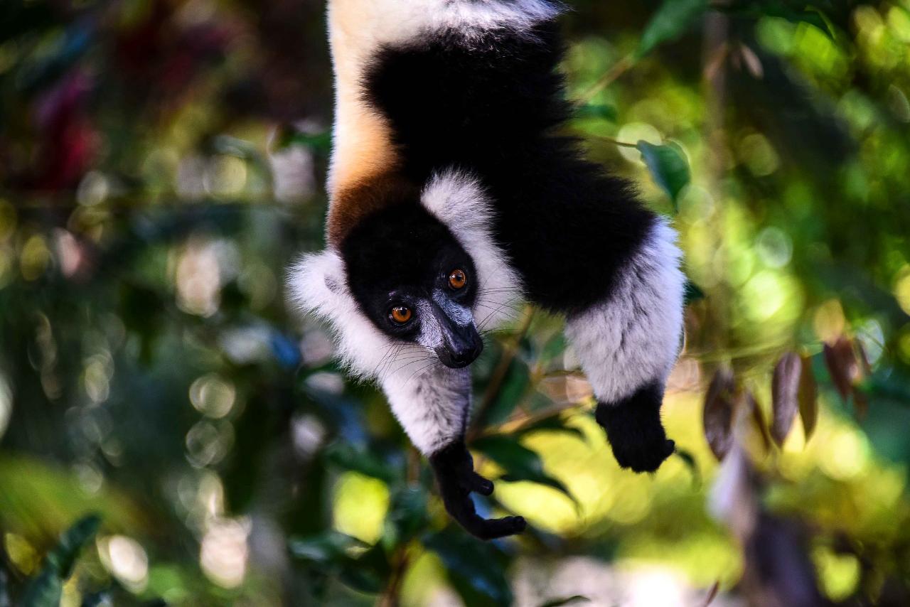 8-Day Madagascar Spice Road and Marojejy National Park Trekking Tour