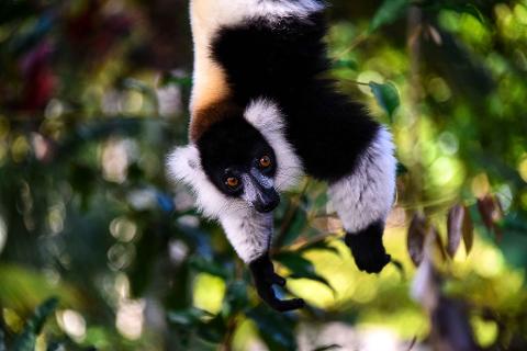 A black and white ruffed lemur hangs upside down in a lush, green forest, its orange eyes looking directly at the viewer.