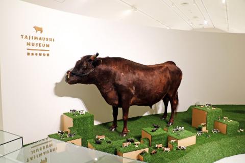 Kyoto Wagyu Experience – Tajima & Kobe Beef Heritage Private Tour Kyoto Wagyu Experience – Tajima & Kobe Beef Heritage Private Tour