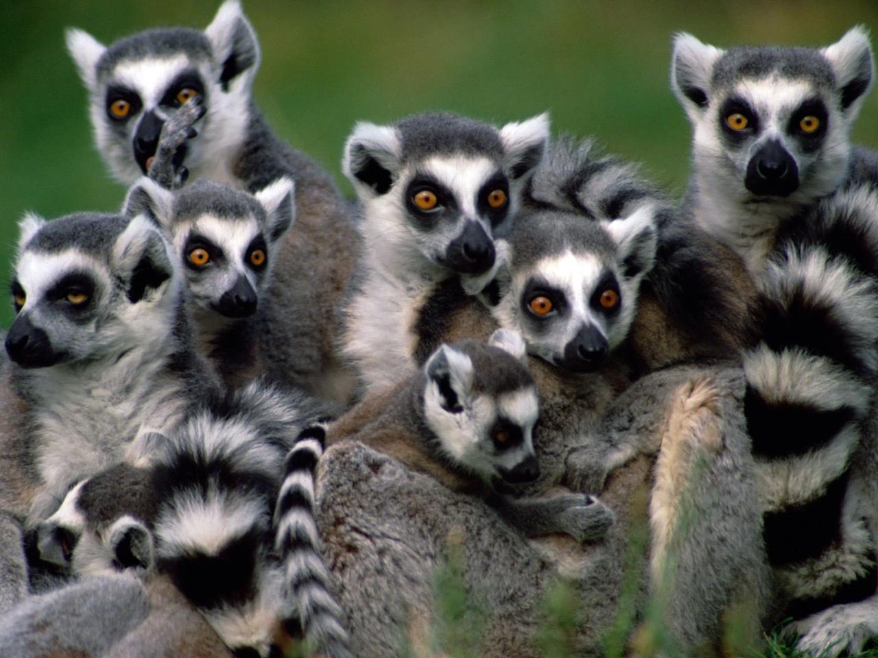 MTT Madagascar Group Tour - 15 Days - Includes Domestic Flight and All Food Except Lunches - South - English Group 2