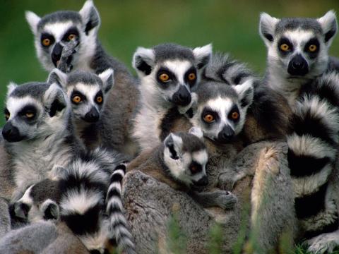 A group of ring-tailed lemurs are huddled together, their striking orange eyes and black and white striped tails prominent against a green background.