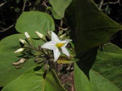 A white flower with yellow stamens is surrounded by green leaves and unopened buds, growing from a plant with textured foliage.