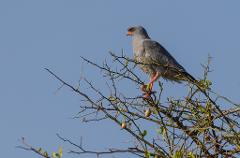 A grey hawk with an orange beak and legs perches on a thorny tree branch against a clear blue sky.