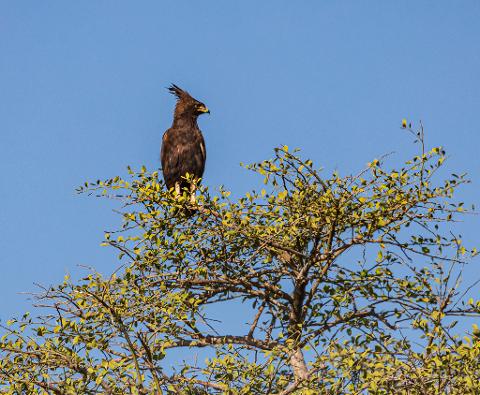 A long-crested eagle perched atop a leafy tree against a clear blue sky, as captured in Masai Mara National Reserve.