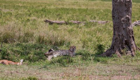 A cheetah lies in the grass next to a tree, near a dead animal, likely its prey, in the Masai Mara National Reserve.