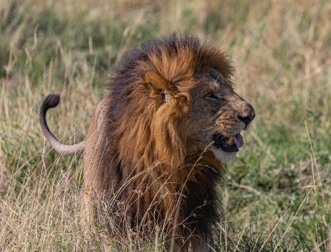 A close-up shot of a majestic male lion with a full mane, standing in tall grass and panting with its mouth open, likely taken during a safari adventure in the Masai Mara.