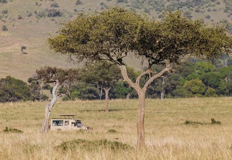A safari vehicle is seen amidst the golden grasslands, with a large tree in the foreground, where a leopard rests on its branch.