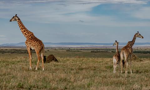 Three giraffes, including a baby, stand in a grassy plain beneath a cloudy sky in Masai Mara National Reserve.