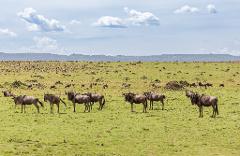 A herd of wildebeest grazing in a vast, green African plain under a cloudy sky.