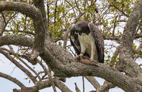 A martial eagle perched on a tree branch, clutching its prey with its talons in Masai Mara National Reserve.