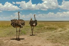 Two ostriches stand in a grassy African savanna under a blue sky with puffy white clouds.