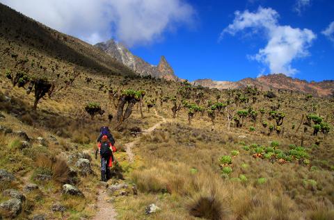 4-Day Mount Kenya Climbing Experience from Nairobi Hikers ascend a mountain trail amidst unique flora, with jagged peaks under a bright blue sky dotted with clouds.