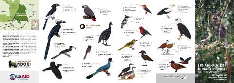 This image is an identification guide for birds and other animals found in the Nouabalé-Ndoki National Park, featuring illustrations and descriptions.